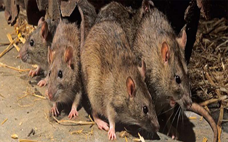 control de ratas